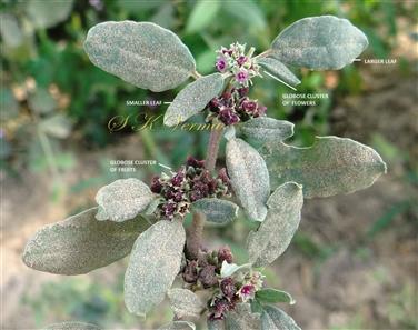  Flowering shoot